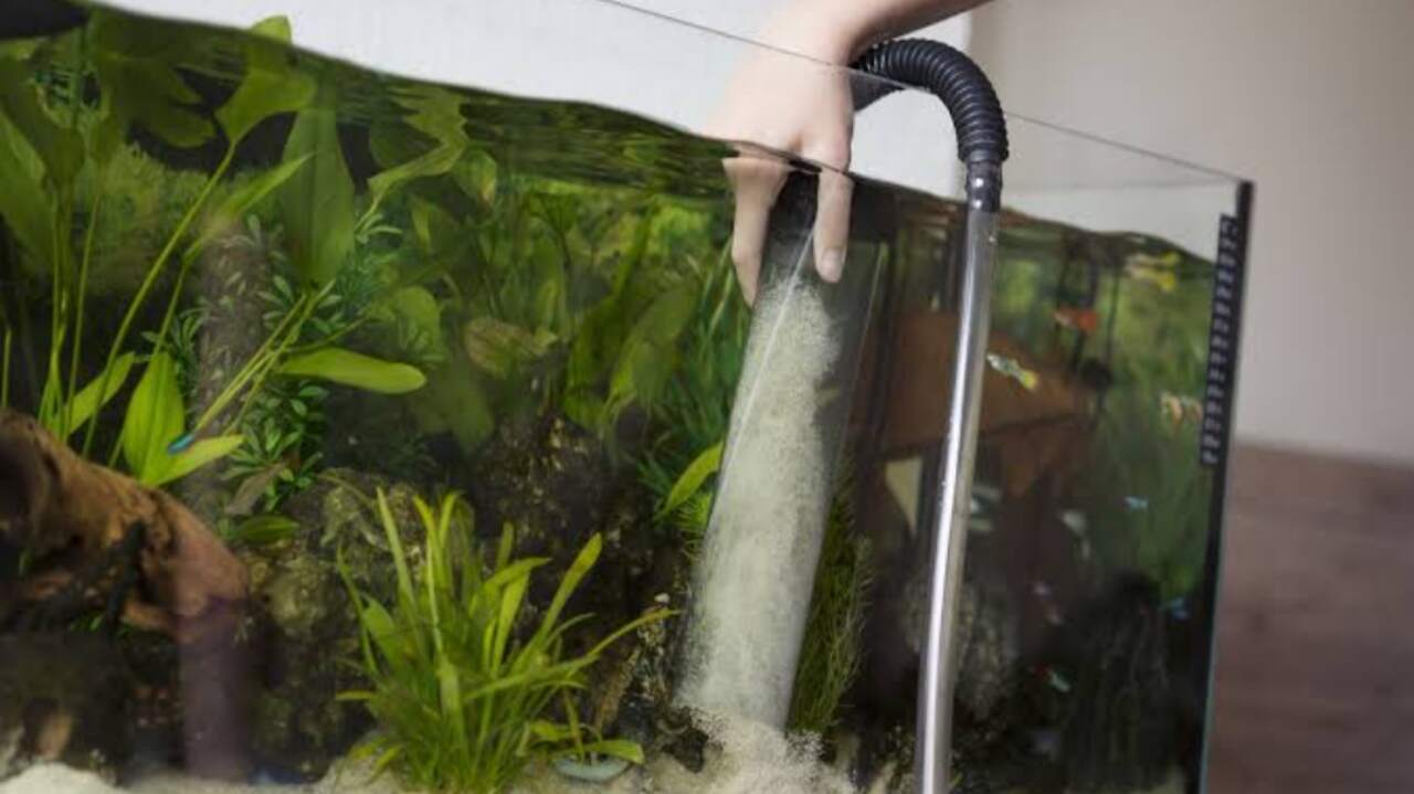 Orang sedang menyedot air dari akuarium ikan cupang menggunakan selang sebagai bagian dari proses pembersihan yang benar