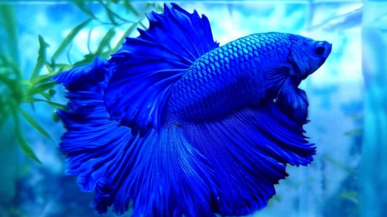 Ilustrasi ikan cupang sehat bertahan tanpa makan di akuarium bersih